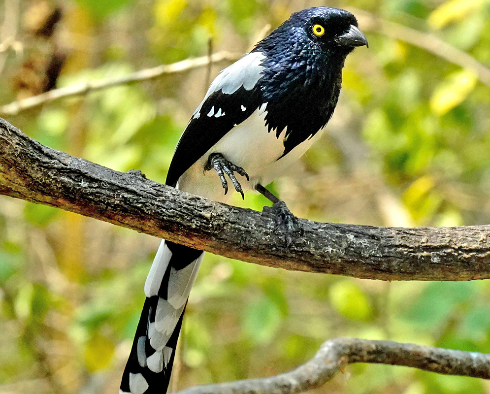 A Cissopis leverianus on one leg with a yellow eye, blue-black and white feathers in sunlight