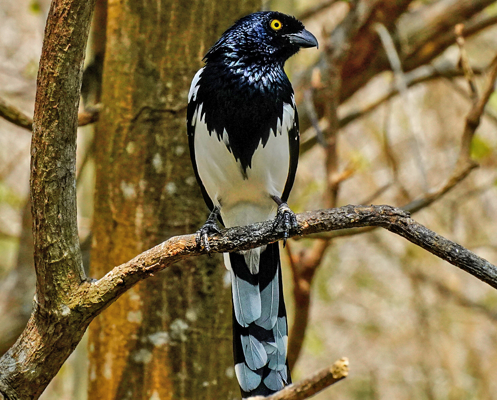 A perched Cissopis leverianus with a yellow eye, blue-black and white feathers in sunlight