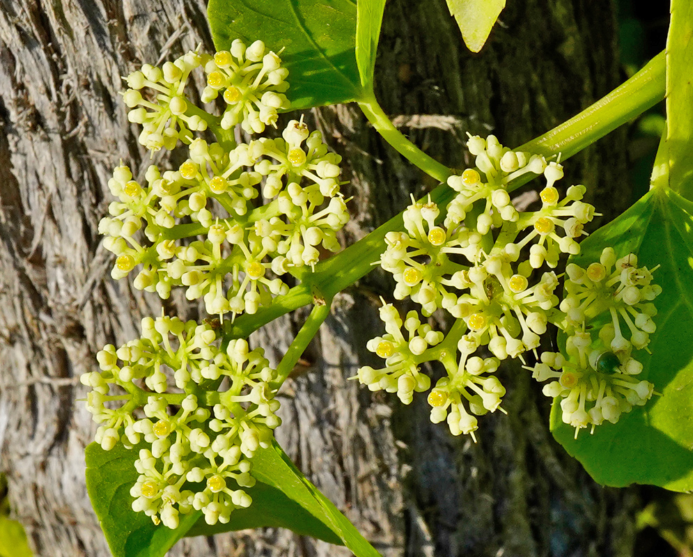 Clusters of small greenish-yellow Cissus verticillata flowers blooming on a vine with broad leaves against a tree trunk