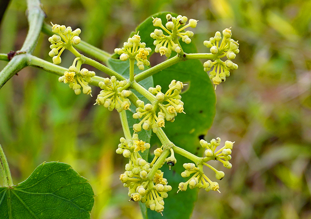 Cissus verticillata small yellow flowers