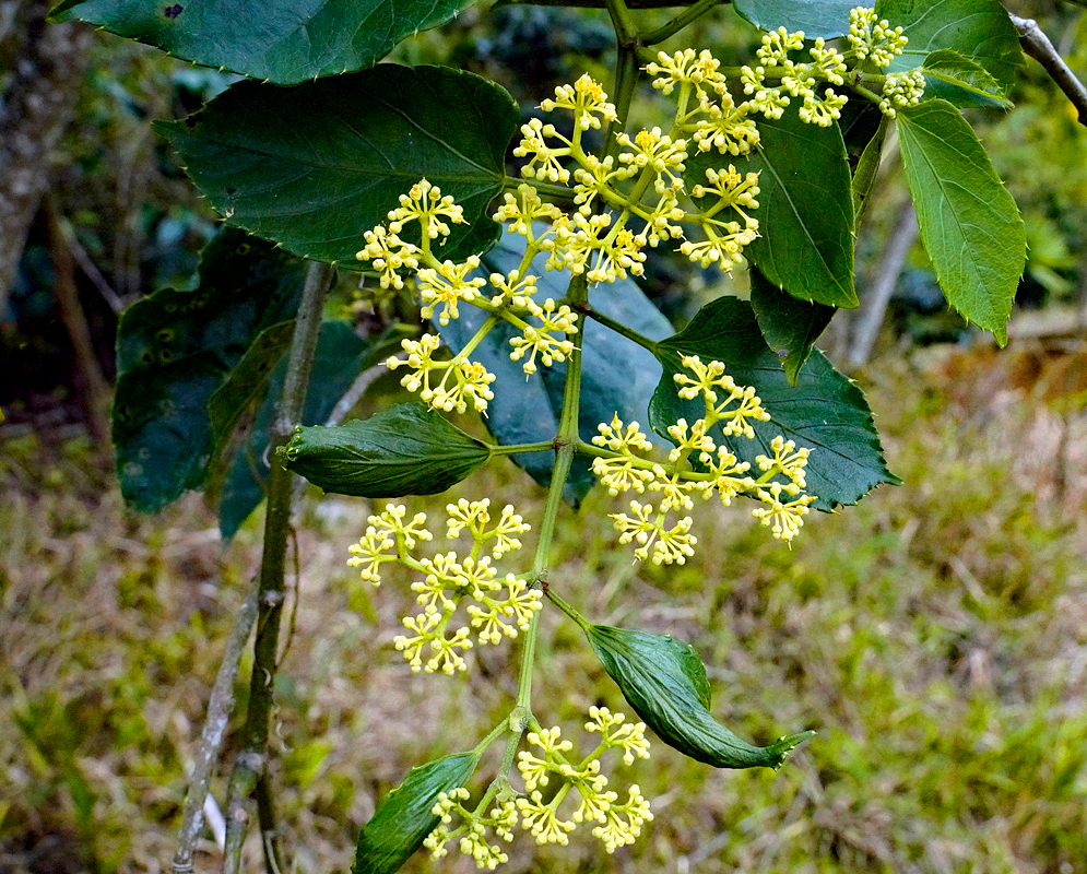 Cissus verticillata small yellow flowers on an inflorescence