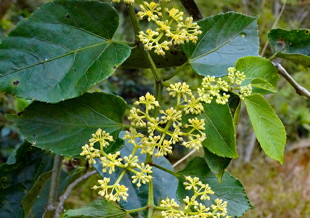 Cissus verticillata small yellow flowers on an inflorescence