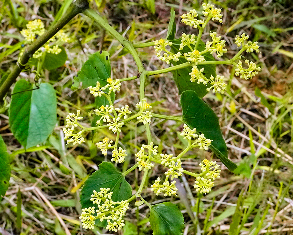 Cissus verticillata yellow flowers on a green inflorescence