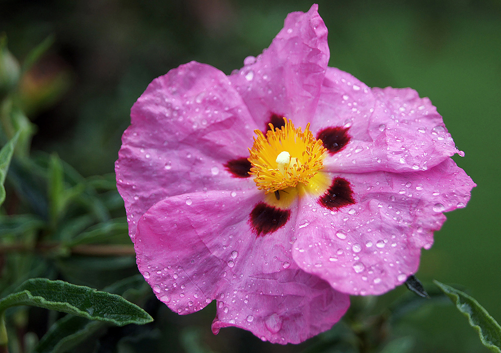 A purple Cistus × purpureus flower with a yellow center and dark red marking near the center covered in raindrops