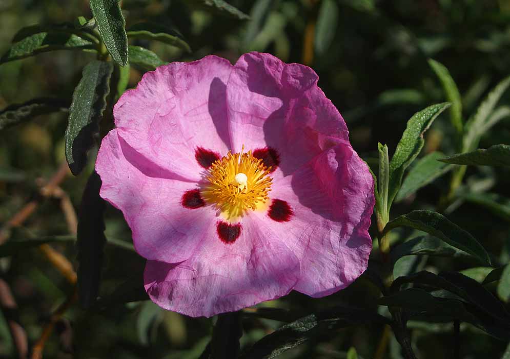 A pink Cistus purpurea flower with a yellow center hit by sunlight and dark red marking near the center