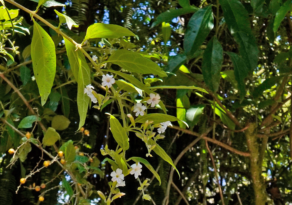 Citharexylum caudatum White Flowers Branch of Citharexylum caudatum with clusters of small white star-shaped flowers hanging among elongated green leaves