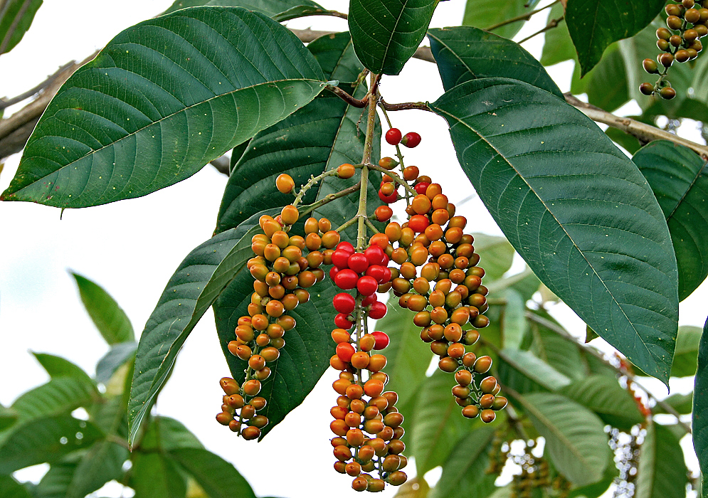A Citharexylum poeppigii inflorescence of yellow and orange berries