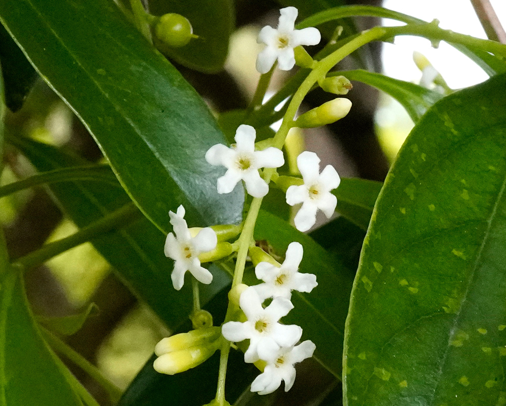 Cluster of Citharexylum spinosum flowers with delicate white star-shaped blossoms growing along a green stem surrounded by glossy leaves