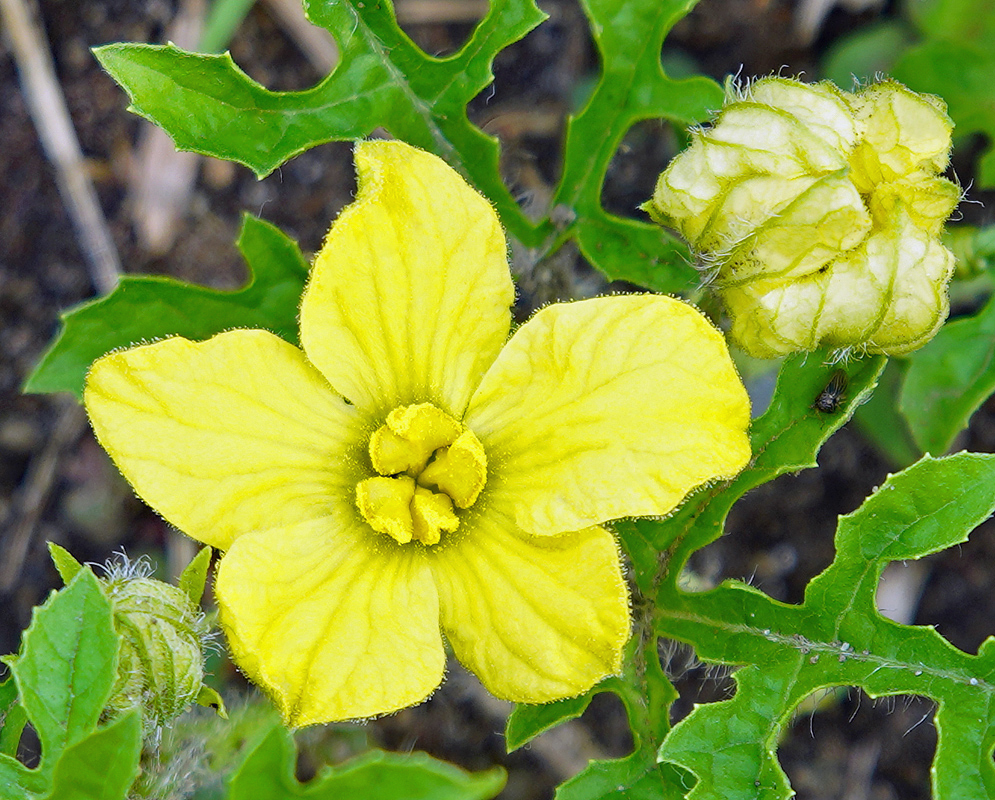 Citrullus lanatus yellow flower