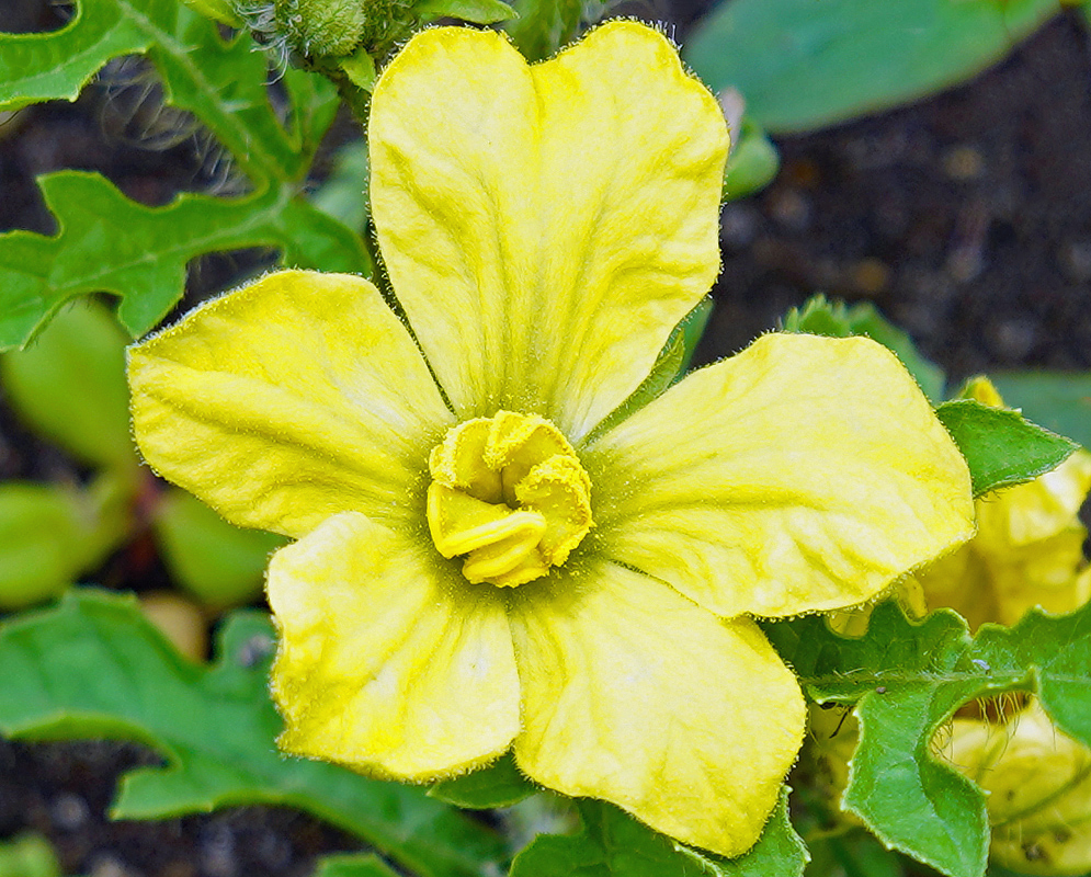 Citrullus lanatus yellow flower