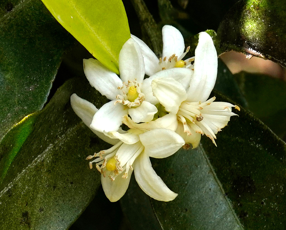 Citrus aurantiifolia White Flowers A close-up of delicate white Citrus aurantiifolia flowers in bloom, with creamy petals and yellow stamens against dark green leaves