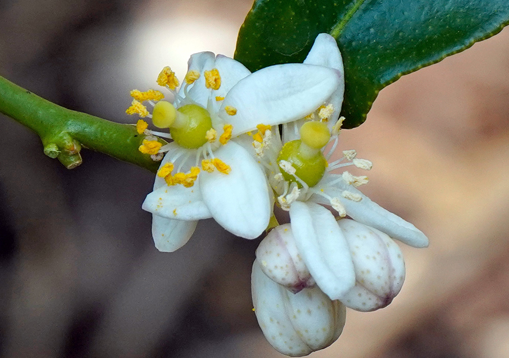 Close-up of Citrus hystrix flowers with white petals, yellow stamens, and unopened buds on a green stem