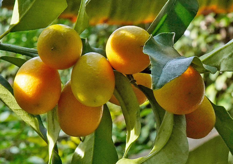 Cluster of ripe Citrus japonica Nagami fruits hanging from a branch with green leaves