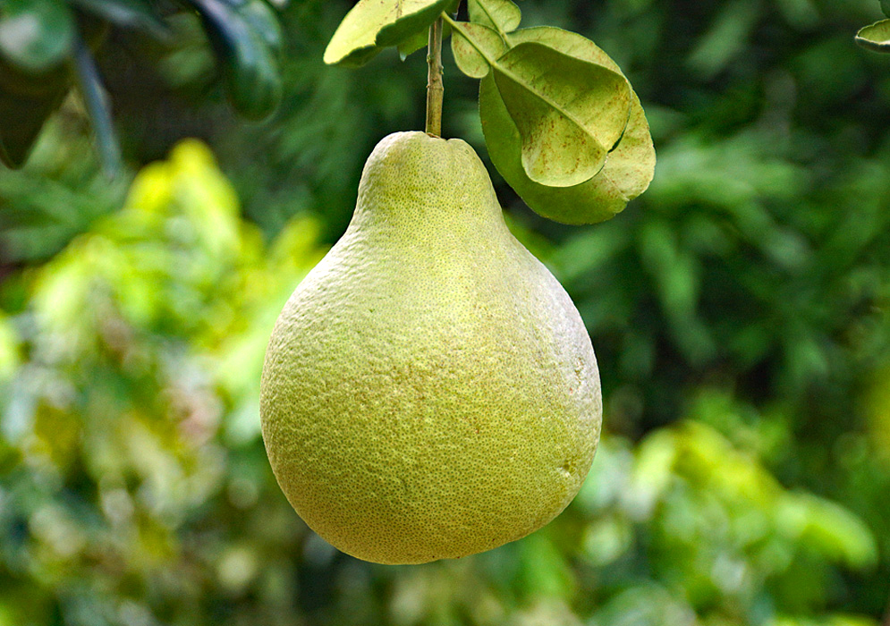 A large yellow-green Pomelo hanging from a tree