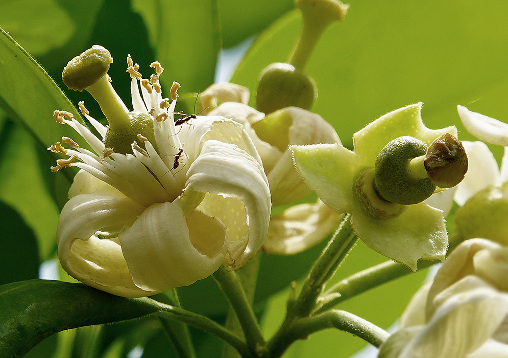 Citrus maxima white flower with a green stigma and brown anthers