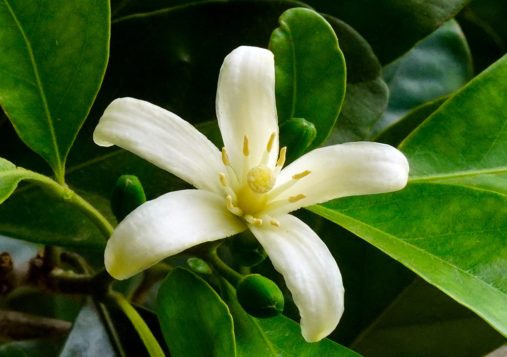 A single elegant white flower of Citrus medica with five elongated petals and prominent yellow stamens set against glossy green leaves