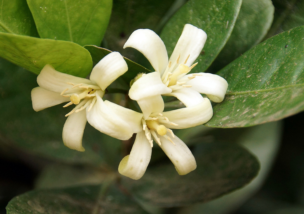 Three white Citrus medica flowers