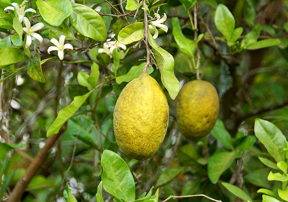 A light yellow Citrus medica fruit hanging from a tree
