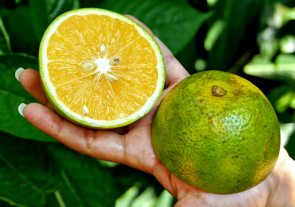 A halved orange with green skin and light-orange pulp held in hand