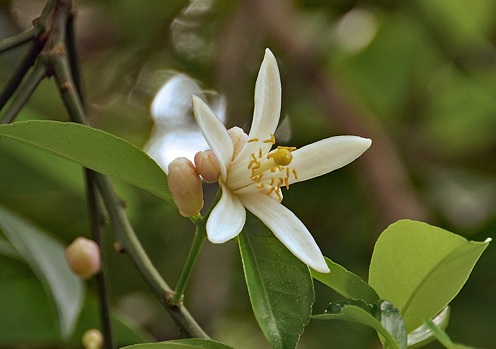 A white Citrus paradisi flower with yellow anthers and stigma