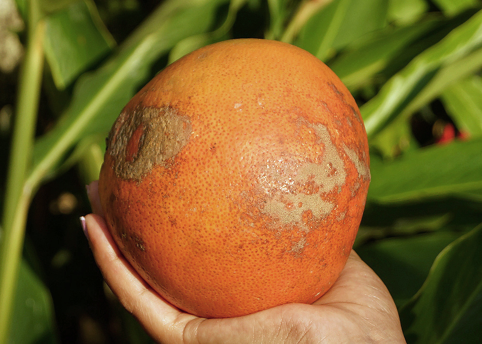 An orange Citrus × aurantium f. aurantium fruit in the palm of a hand