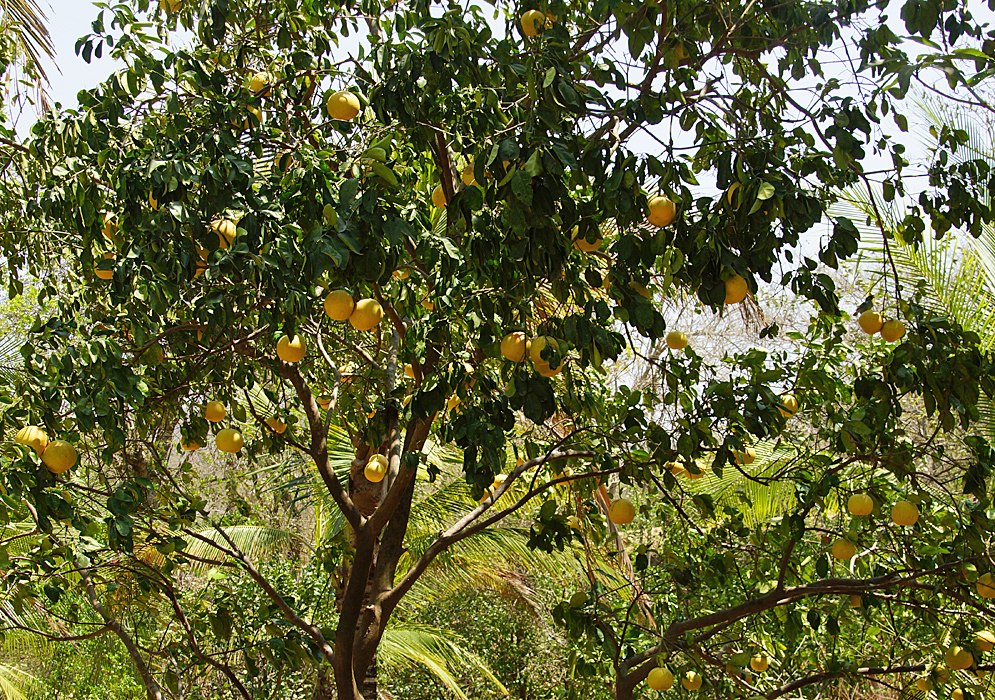 A Citrus × aurantium f. aurantium tree with yellow grapefruits