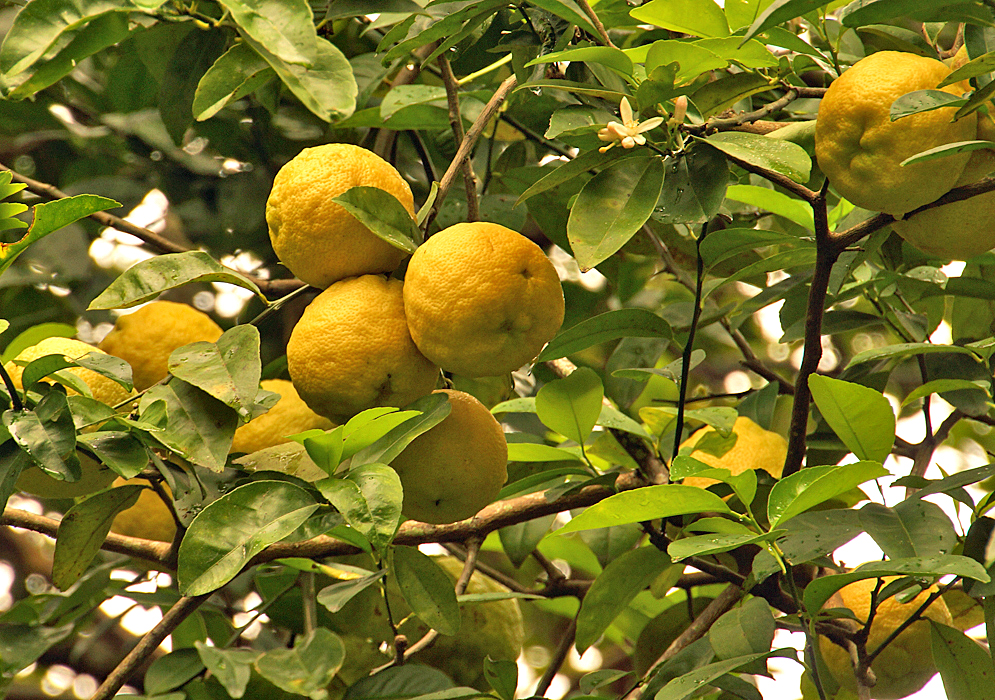 Citrus × aurantium f. aurantium fruits hanging on a tree