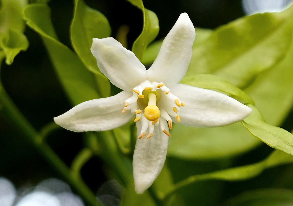 A center-view of a white Citrus reticulata flower with yellow anthers and stigma