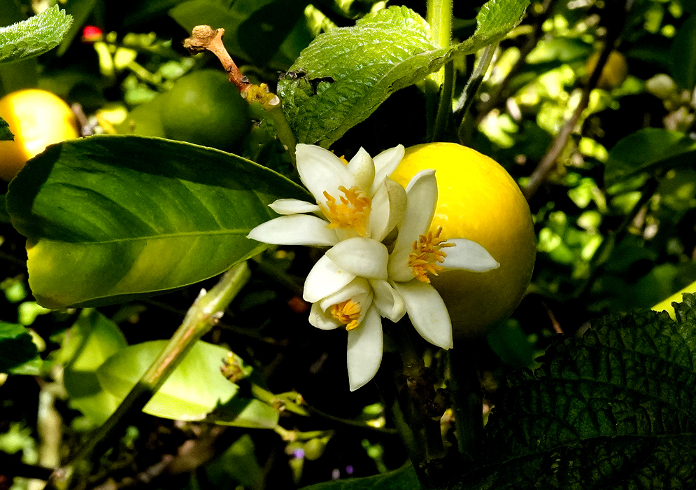 Two white Citrus × aurantiifolia flowers with yellow stigmas