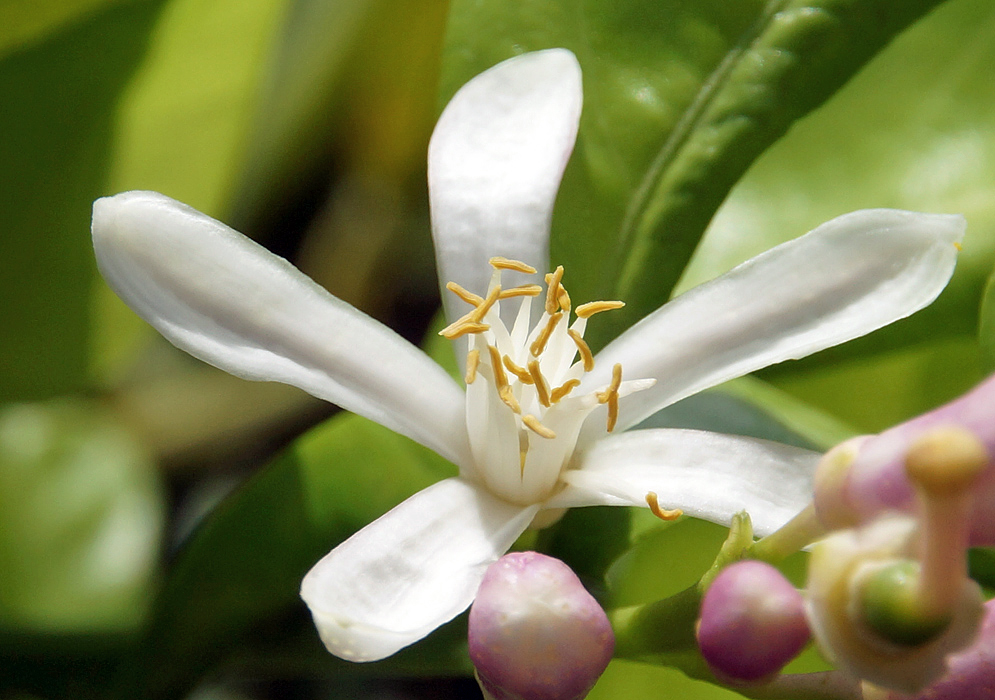 A white Lime flower with yellow anthers above a pinkish flower bud