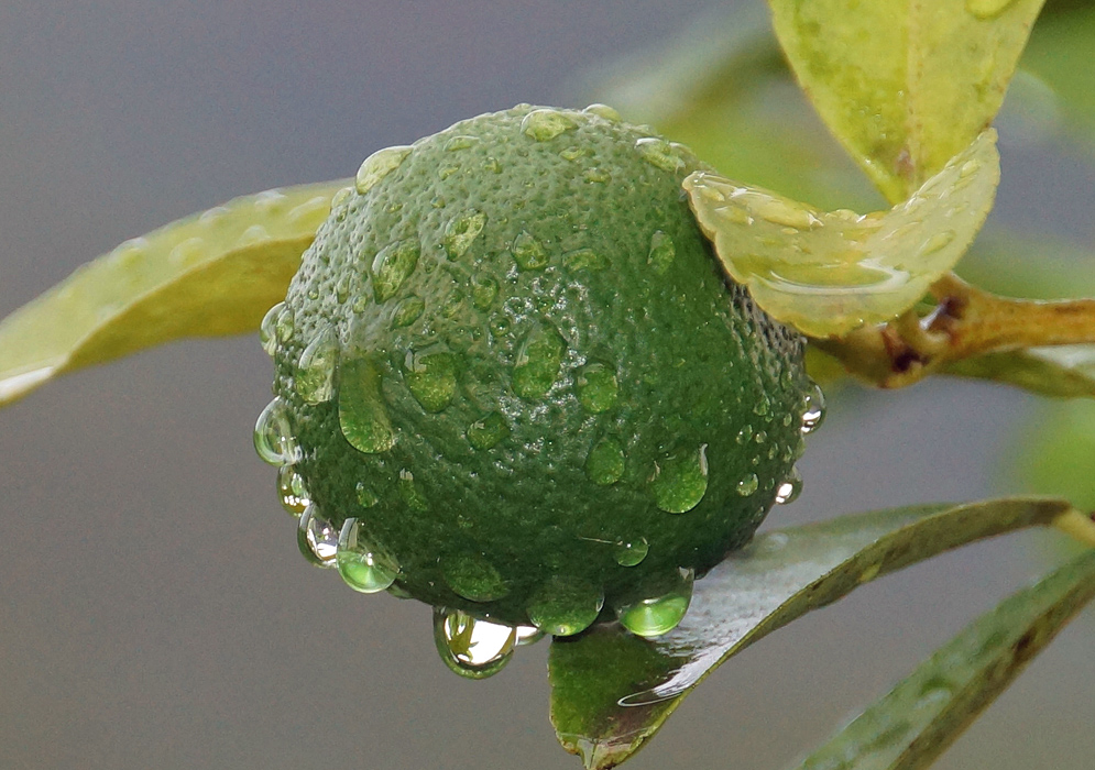 Raindrops dripping from a green lime hanging from a tree