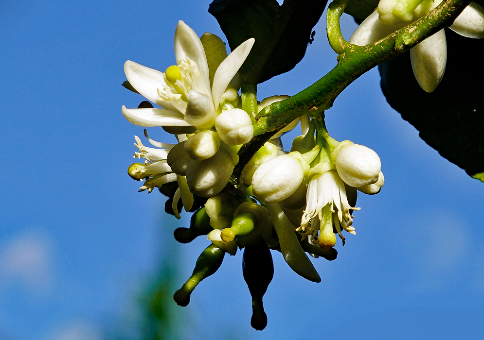 A cluster of white lime flowers with yellow stigmas under blue skies