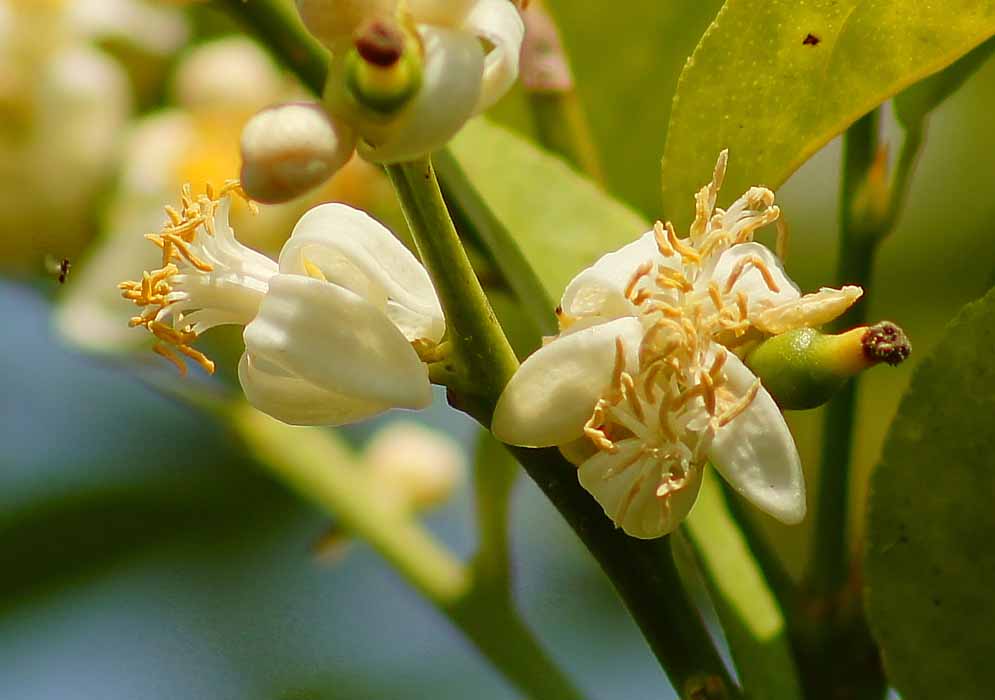 Three Citrus × aurantiifolia flowers with tan-color anthers in sunlight