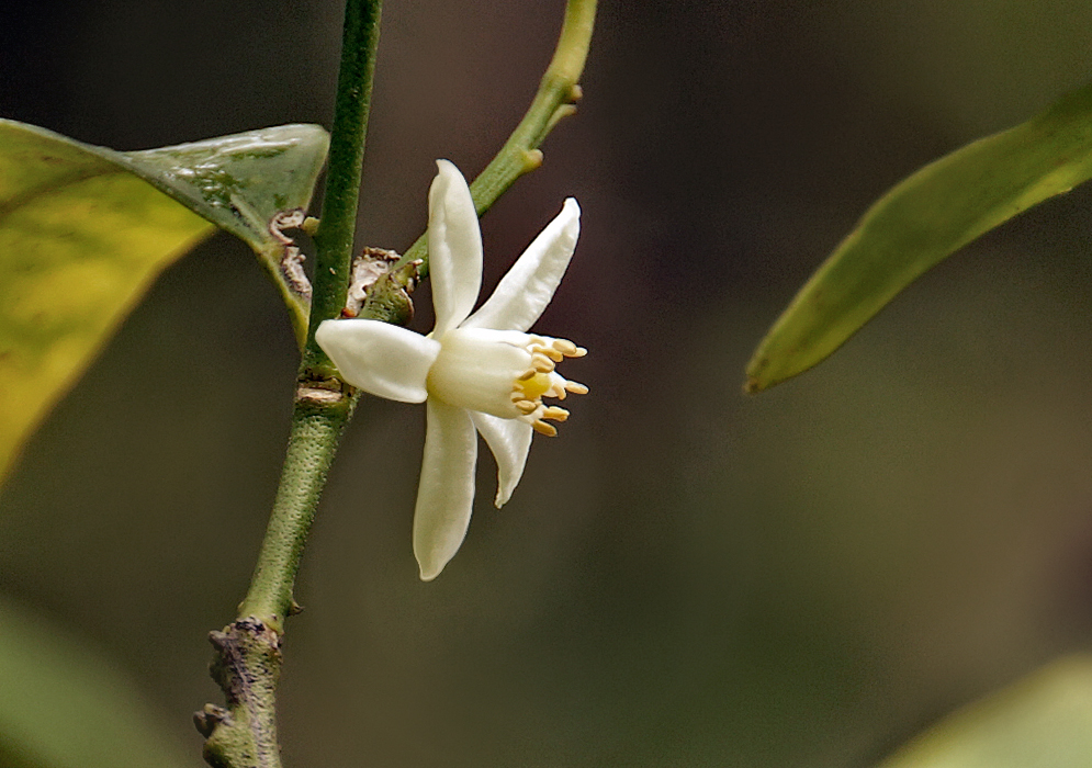 A white Citrus × microcarpa flower with tan-color anthers
