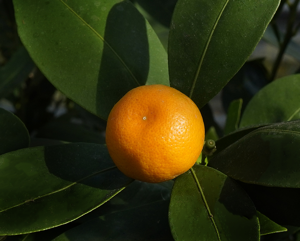 Citrus × microcarpa orange fruit on the tree