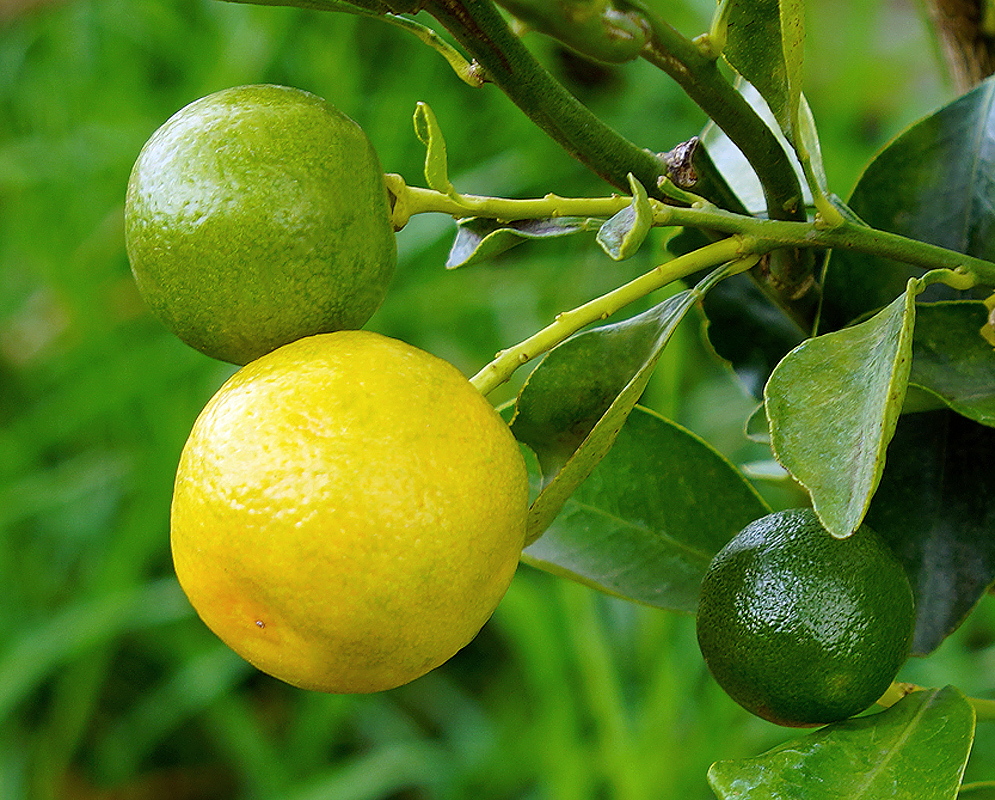 Citrus × microcarpa yellow and green fruit on the tree