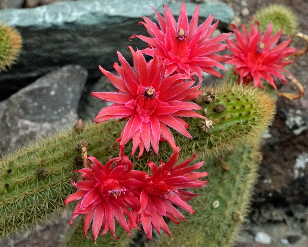 Cluster of bright red star-shaped flowers blooming on the spiny green stems of Cleistocactus samaipatanus
