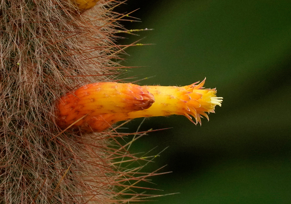 Cleistocactus strausii Yellow Flower Close-up of a yellow tubular flower emerging from the spiny stem of Cleistocactus strausii