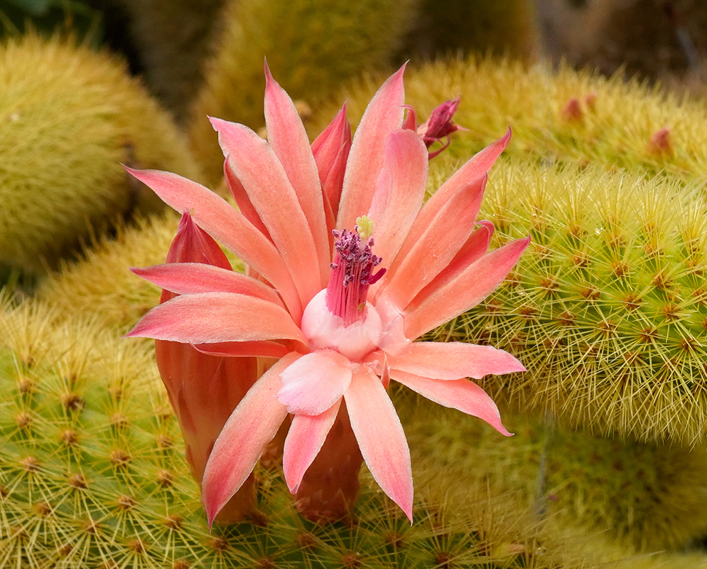 Pink-orange tubular flower blooming from the spiny stem of Cleistocactus winteri
