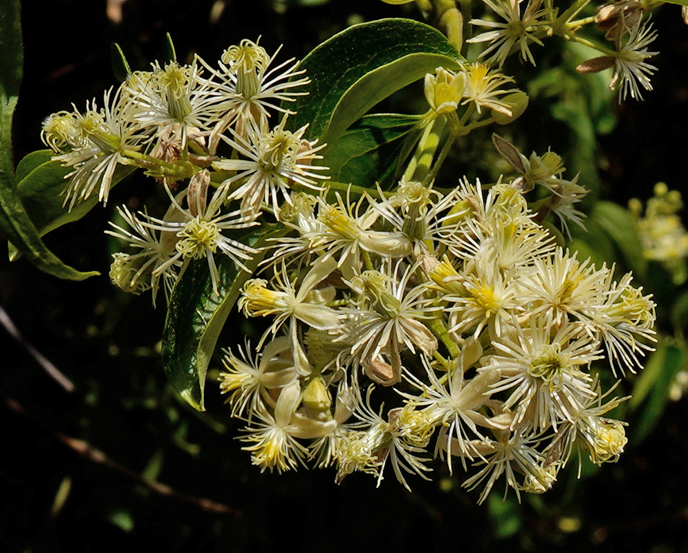 Cluster of star-shaped white flowers with long narrow petals of Clematis acapulcensis