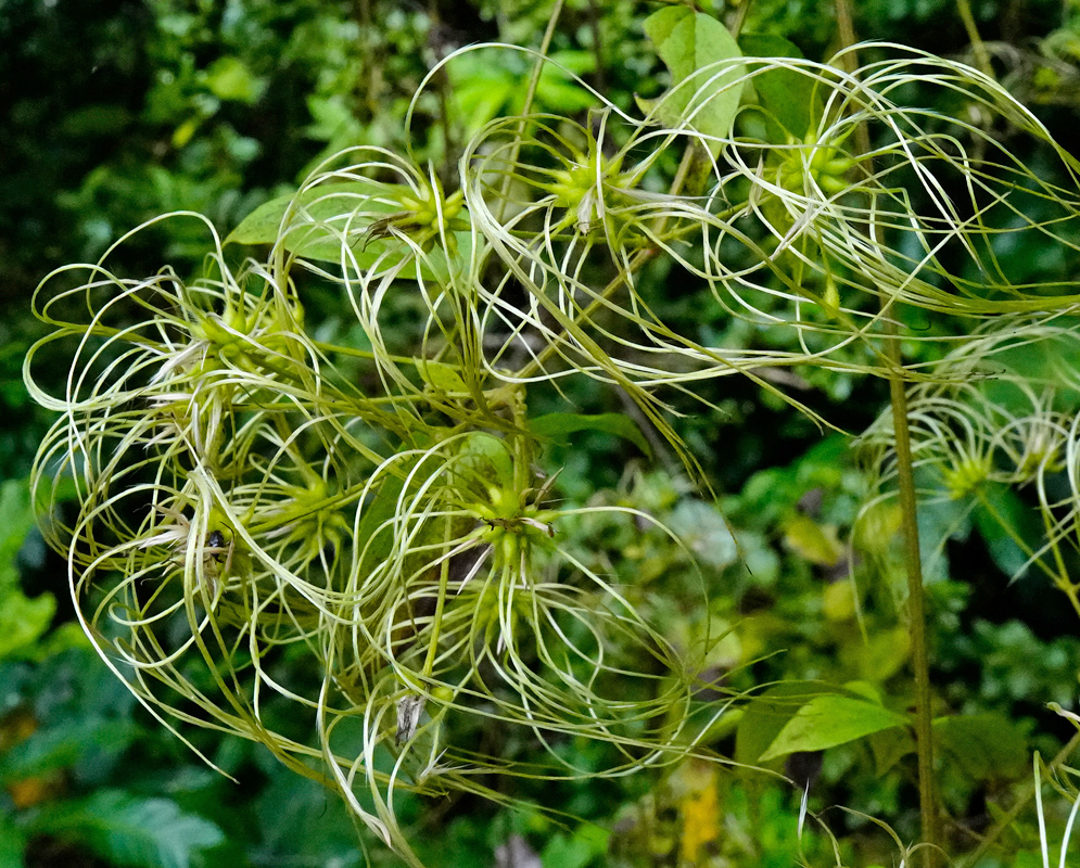 Clematis dioica seed heads with long silky styles forming tangled feathery clusters