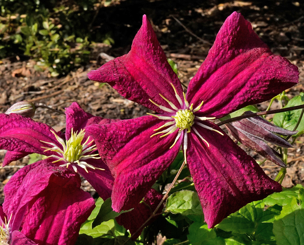 Clematis 'Madame Julia Correvon' with large velvety red flowers and pale green stamens in full bloom