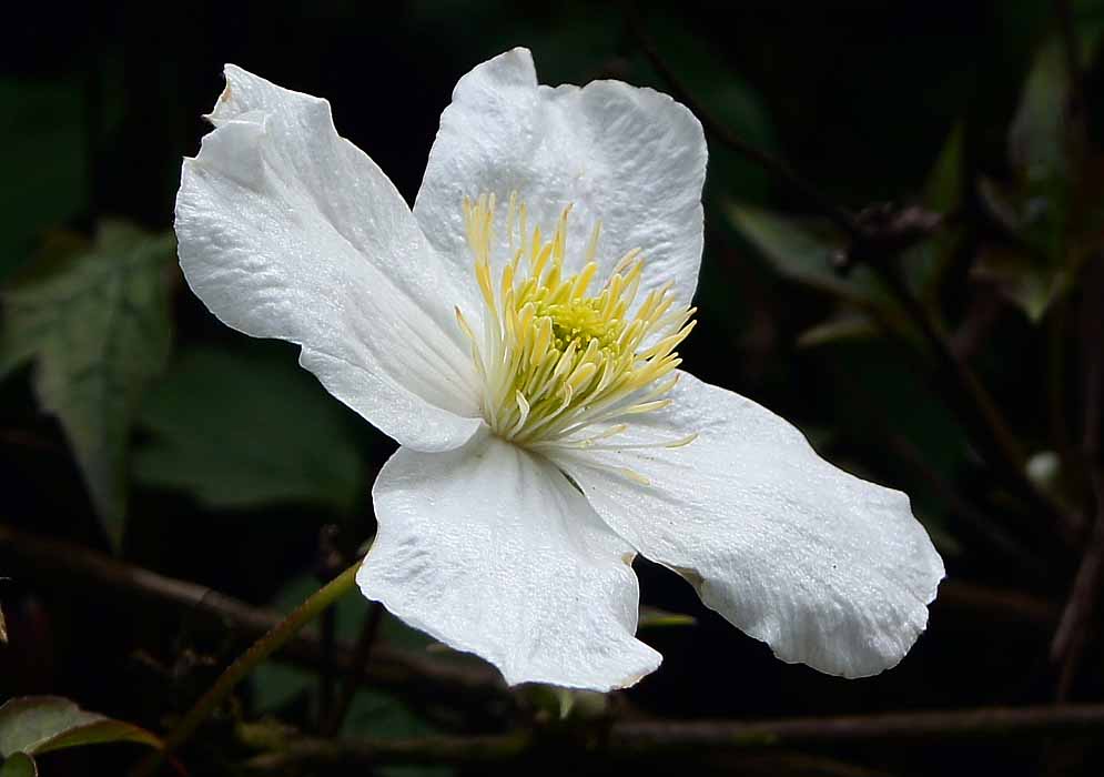 The white flower of a clematis montana with cream color stamens
