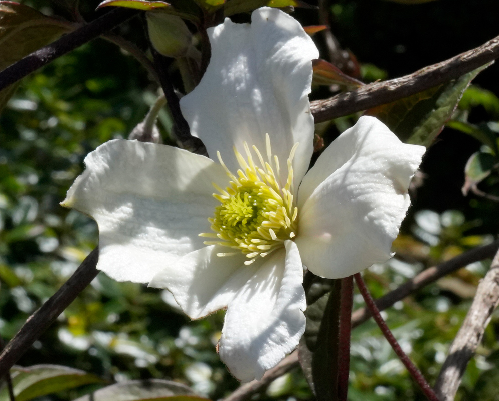Clematis montana White Flower A single white Clematis montana flower with four slightly crinkled petals and a prominent cluster of yellow stamens, blooming among woody vines and foliage