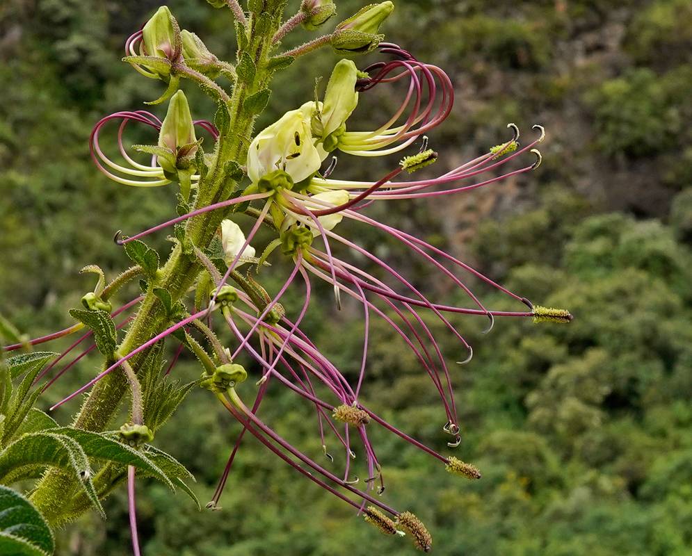 Close-up of a Cleome anomala flower with pale yellow petals and long purple stamens emerging from a hairy green stem