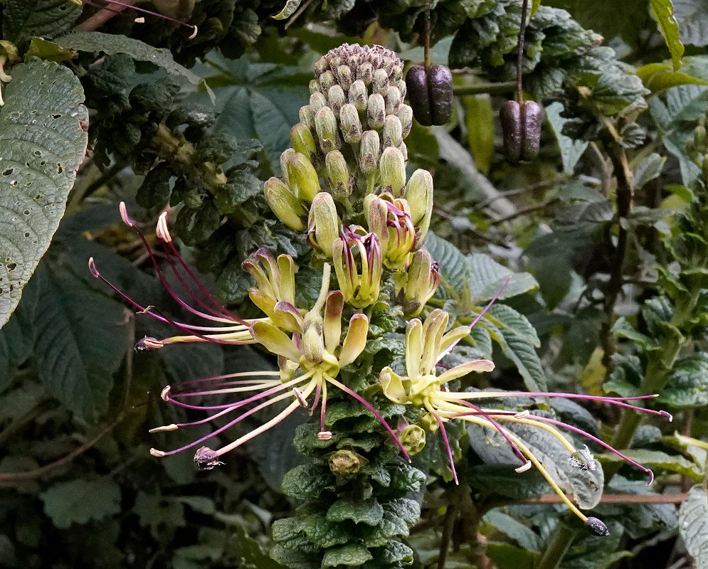 Side view of Cleome anomala inflorescence showing open yellow flowers and long purple stamens with curled tips