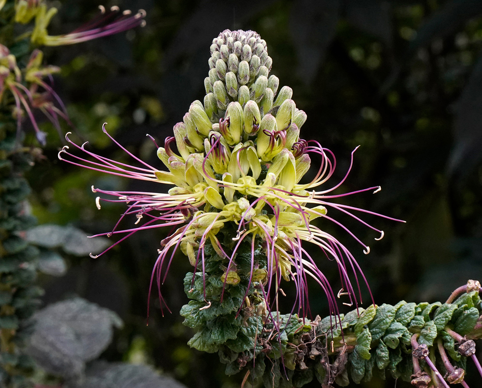 Dense cluster of Cleome anomala flowers with purple filaments and unopened buds forming a cone-shaped inflorescence