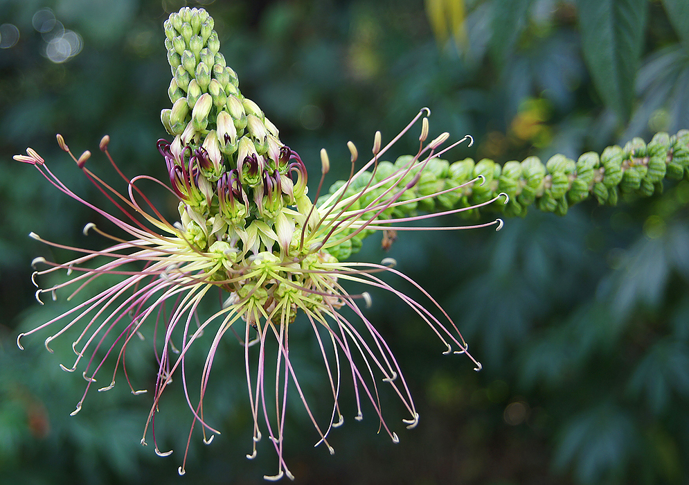 Long green-purplish filaments on Cleome anomala flowers