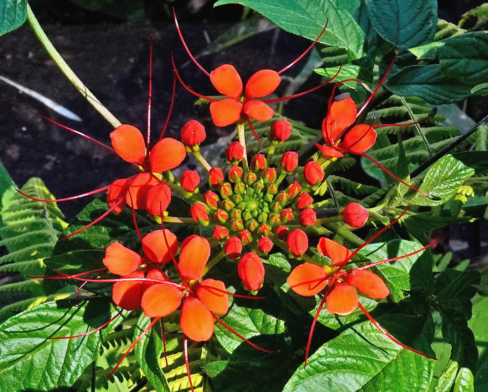 Cleome decipiens dense cluster of orange red flowers with long stamens and green buds