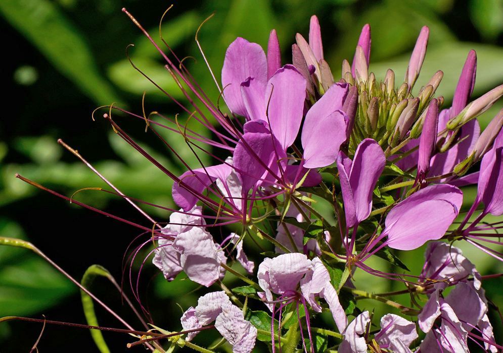 Cleome hassleriana Pink Flowers Close-up of bright pink Cleome hassleriana flowers showing their long thin stamens and curved petals against a green background
